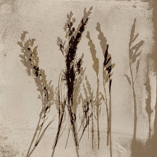 Gras in bruin en beige op wit. Moderne botanische kunst.