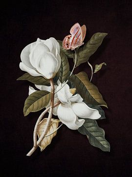 le Magnolia, le Papillon by Marja van den Hurk