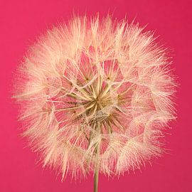 Pink with a Morning Star – A splash of colour by Marjolijn van den Berg