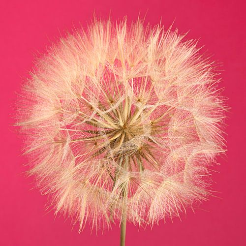 Roze met een Morgenster - Pop of colour van Marjolijn van den Berg