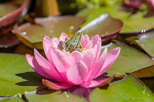 vijver met een roze waterlelie en een kikker