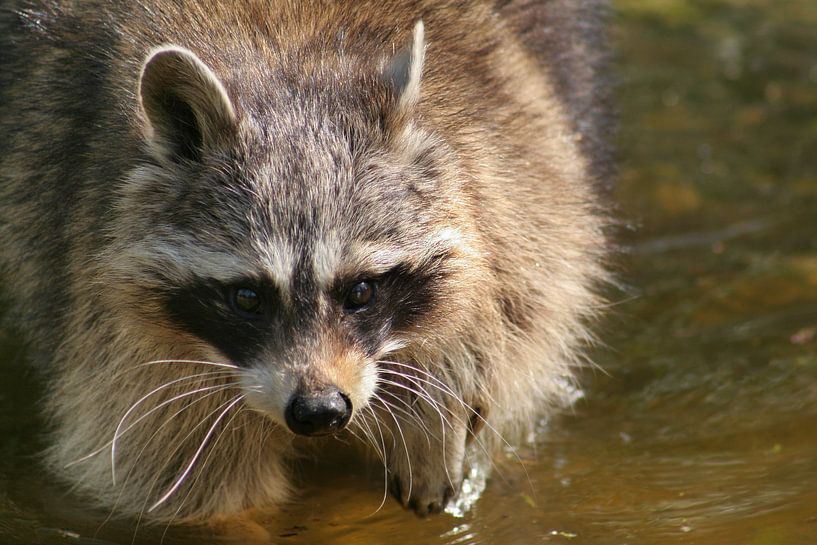 Raccoon by Renate Peppenster
