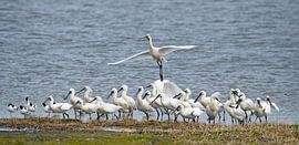 One day I'll fly away