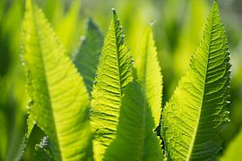 Light and shadow (Picture of green leaves) by Birgitte Bergman