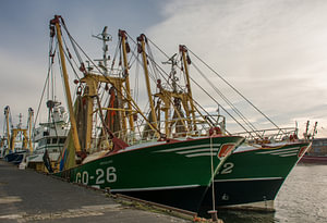Im Hafen von IJmuiden vertäute Fischereifahrzeuge.