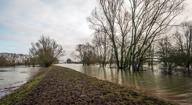 Hoogwater in de Waal von Ruud Morijn