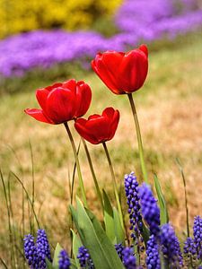 Tulpen von Rob Boon