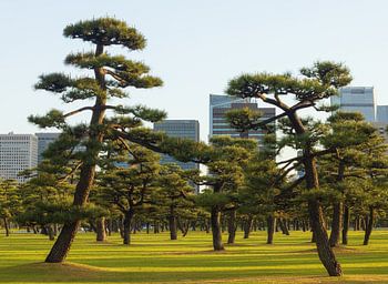 Kaiserpalast Tokio und Nationalgarten Kokyo (Japan)