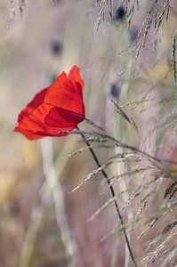 Coquelicot romantique