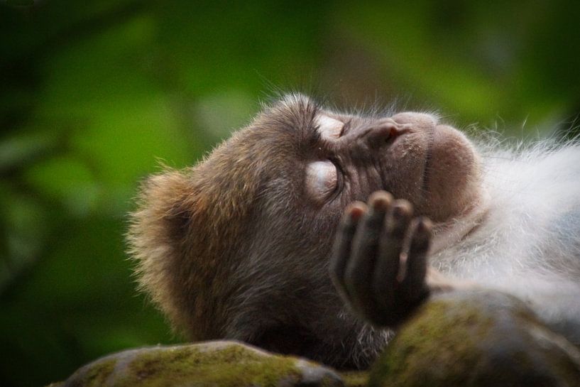 Slapend aapje in Monkey Forest Ubud van Marilyn Bakker