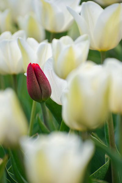 Une tulipe rouge dans un champ de tulipes blanches par Miny'S