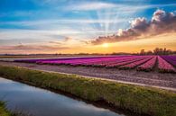 Lente in de bollenstreek van Dennisart Fotografie thumbnail