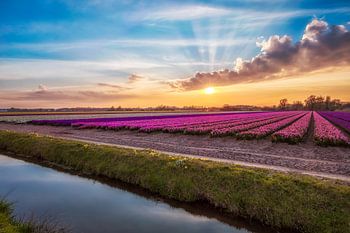 Le printemps dans la région du bulbe