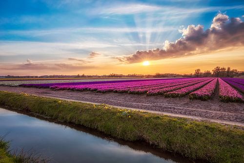 Lente in de bollenstreek
