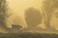 Koe in mistig cultuurlandschap van Friso Schinkel thumbnail