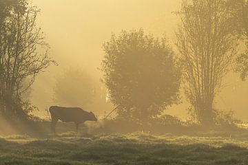 Koe in mistig cultuurlandschap van Friso Schinkel