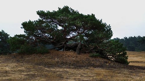 Niedriger grosser Baum