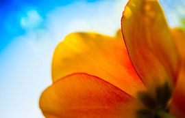 Like the sun in the sky by Yannai van der Werff