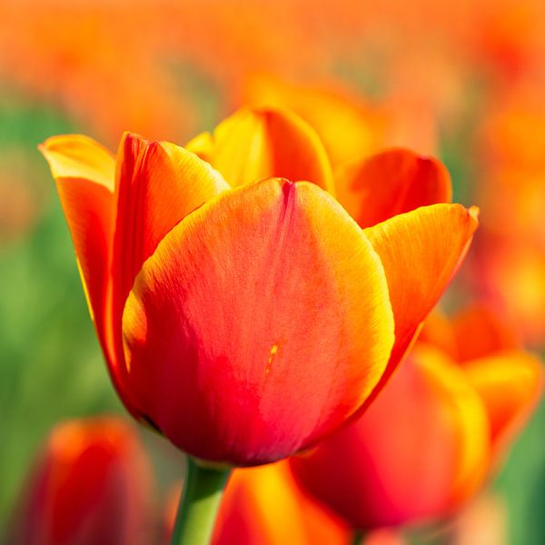 Oranje tulp van Remco-Daniël Gielen Photography