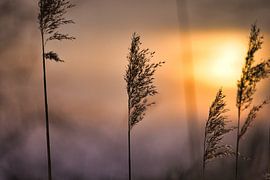 Schilf in rosarotem, orangefarbenem Sonnenlicht. Romantischer Sonnenuntergang. Verträumte und ruhige Stimmung in der Natur.