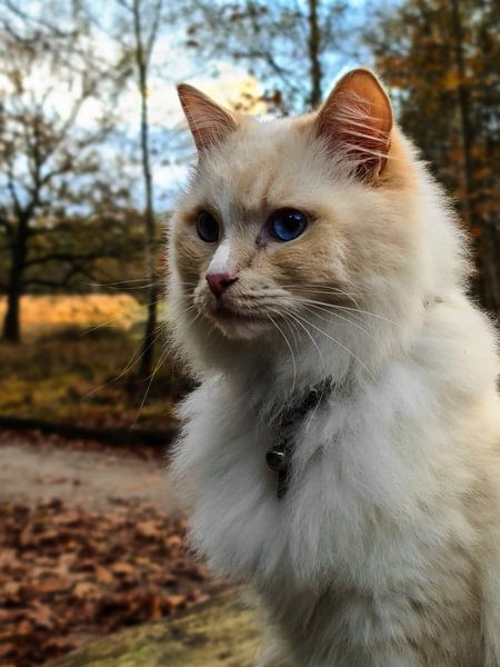 cat in the woods by Ivana Luijten