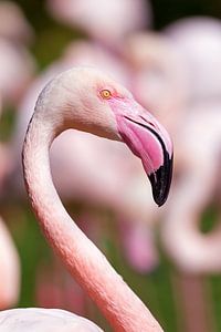 Flamingo portret von Dennis van de Water