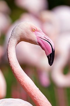 Flamingo portret van Dennis van de Water