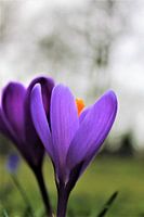 Krokus