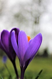 Krokus sur Michelle Raven