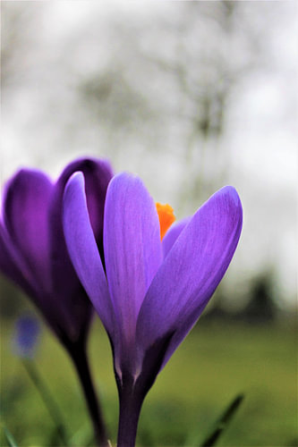 Krokus