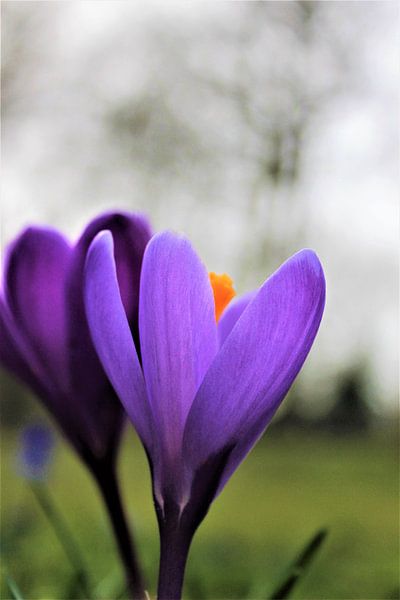 Krokus by Michelle Raven