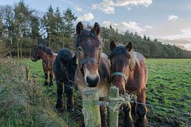 Arbeitspferde von Ans Bastiaanssen