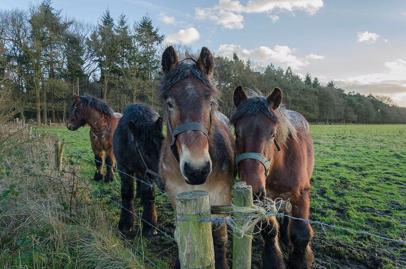 Arbeitspferde von Ans Bastiaanssen