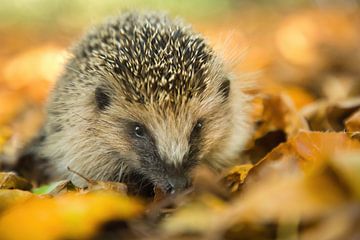 Hedgehog by Danielle van Doorn