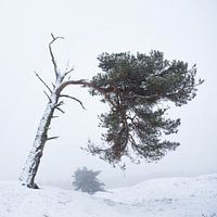 Kiefern in einer schneebedeckten Landschaft