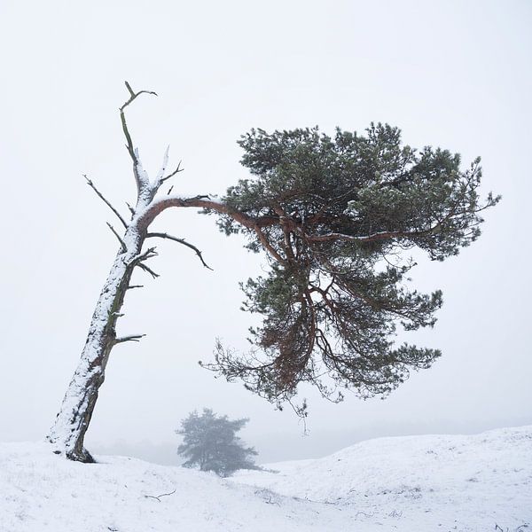 Kiefern in einer schneebedeckten Landschaft von anton havelaar