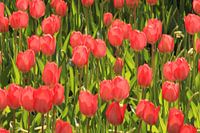 Rode tulpen