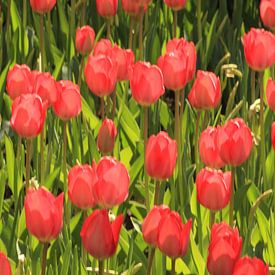 Rode tulpen van Gerard Veerling