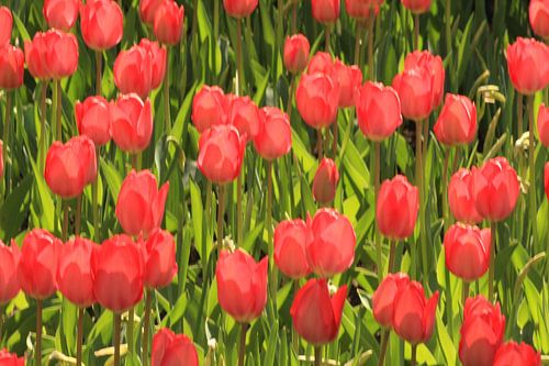 Rode tulpen