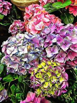 Gorgeous Hydrangeas 1 by Dorothy Berry-Lound