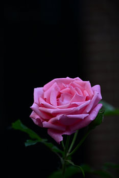 Rosa Rose auf dunklem Hintergrund