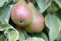 pears close up bush