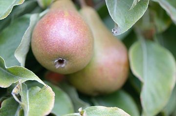 peren close up struik van Rene du Chatenier