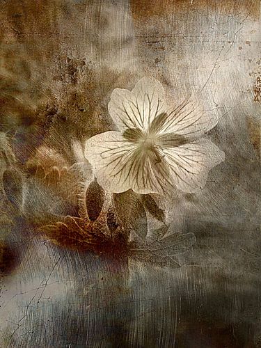 Geranium - vredig monochroom