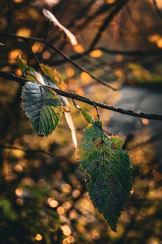 Laatste licht op herfstbladeren