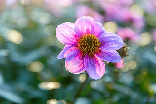 Flower in backlight