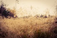 Goldener Herbst