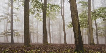 Foggy autumn Beech tree forest landscape by Sjoerd van der Wal Photography