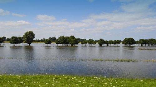 Fluss IJssel, Bäume unter Wasser