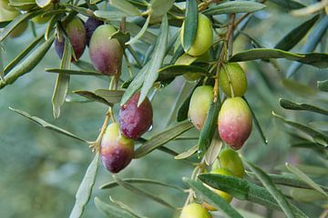 Oliven in der Provence von Tanja Voigt